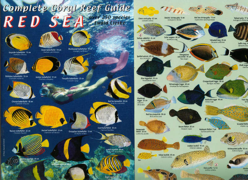 Fish Identification Guides, Reef fish identification,Guides,slates and